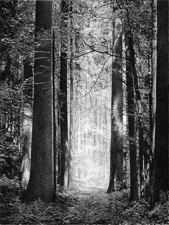 2006_1.Waldkathedrale - Peter Wels 