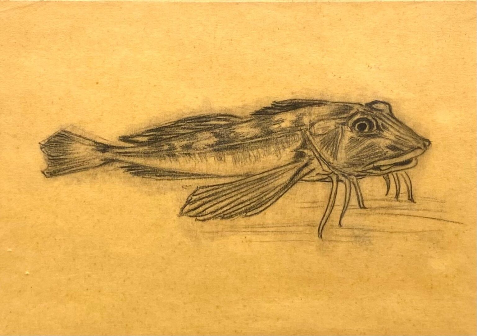 Knurrhahn - Helene Varges 