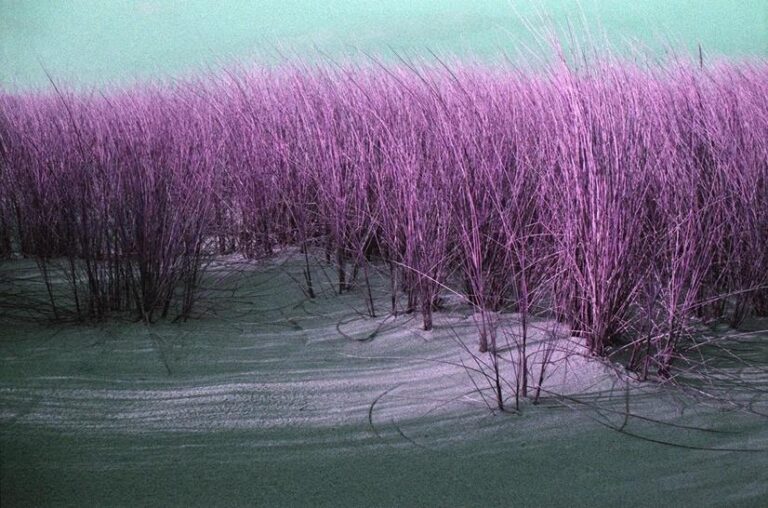 Graswald - Ramona Czygan 