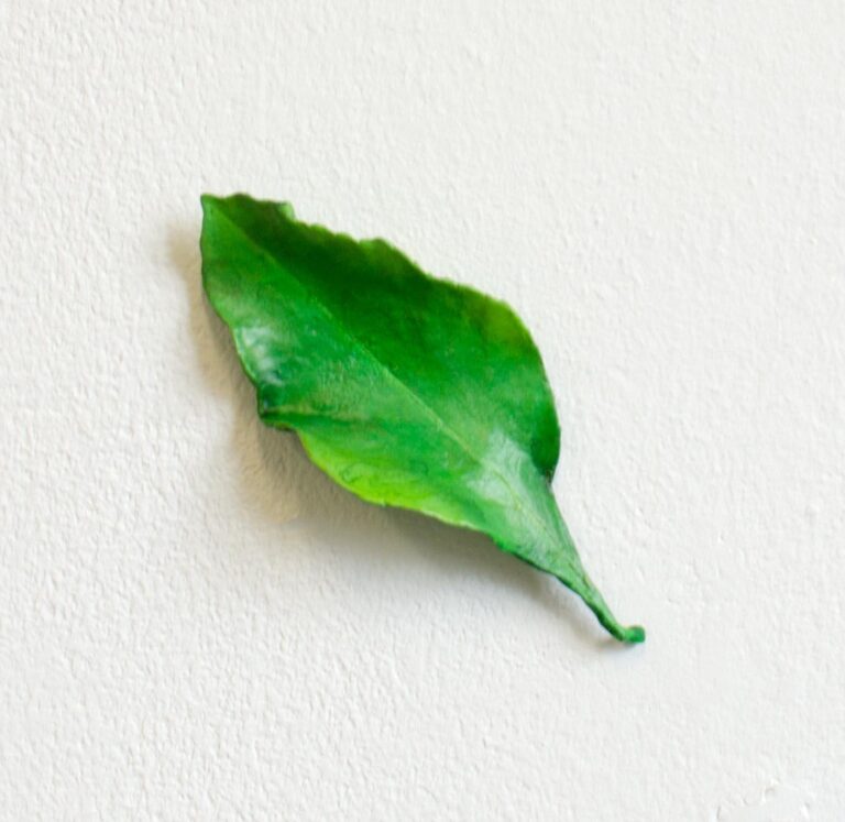 Zitronenblatt - Isabel Ritter 