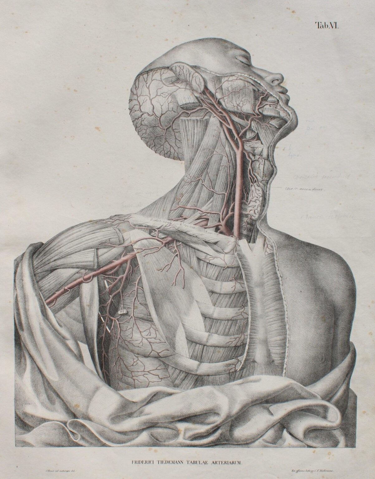 Tabulae arteriarum corporis humani. Abbildungen der Pulsadern des menschlichen K&ouml;rpers. - Friedrich Tiedemann 