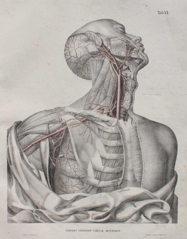 Tabulae arteriarum corporis humani. Abbildungen der Pulsadern des menschlichen Körpers. - Friedrich Tiedemann 