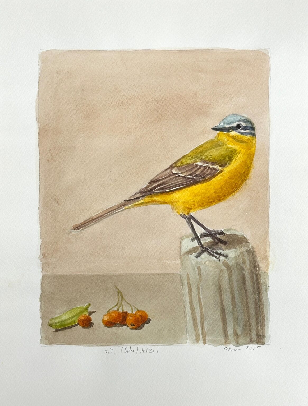 o.T. (Schafstelze) - Jan Dörre 