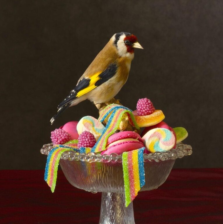 The Goldfinch - Elizabeth Joan Clarke 