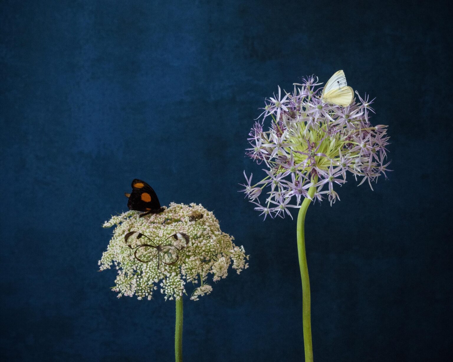 Transparency - Elizabeth Joan Clarke 