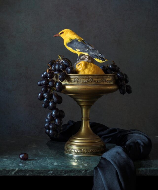 The Golden Oriole - Elizabeth Joan Clarke 