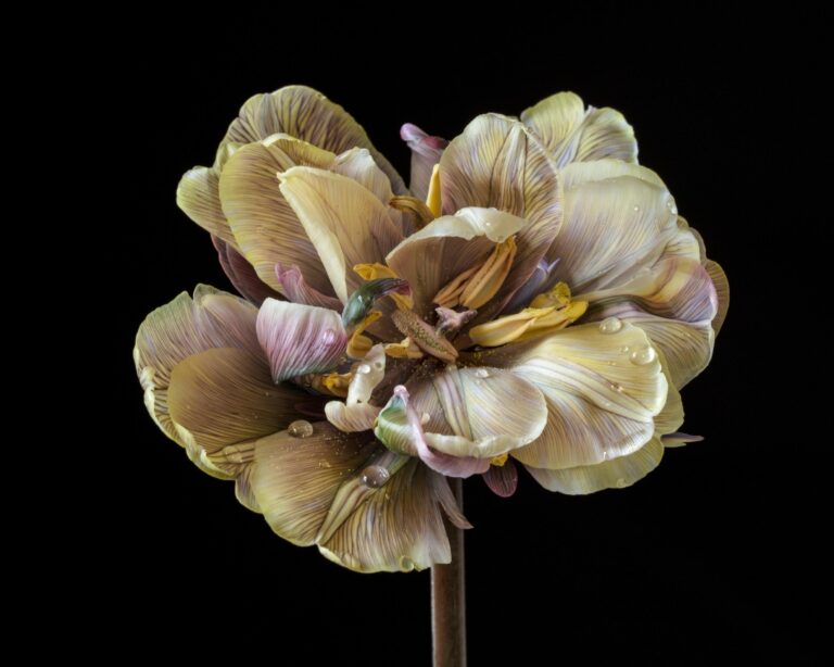 Tinted - Elizabeth Joan Clarke 