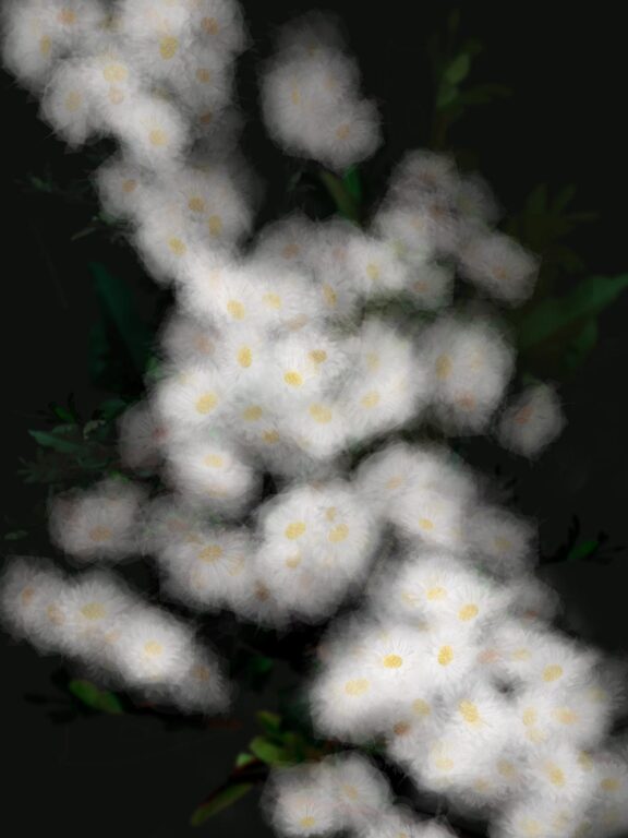 Gänseblümchen - Margarete Schrüfer 