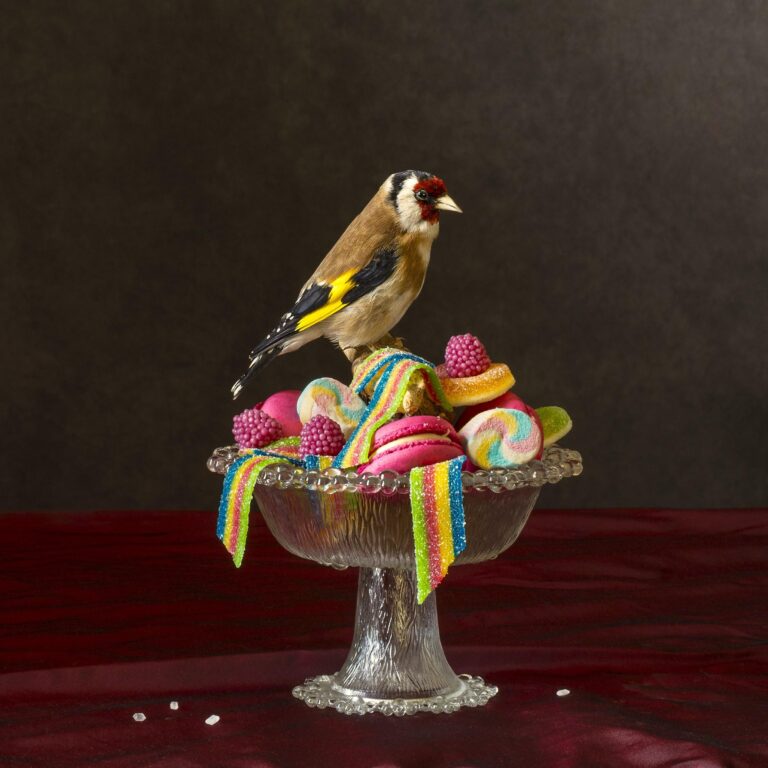 The Goldfinch - Elizabeth Joan Clarke 