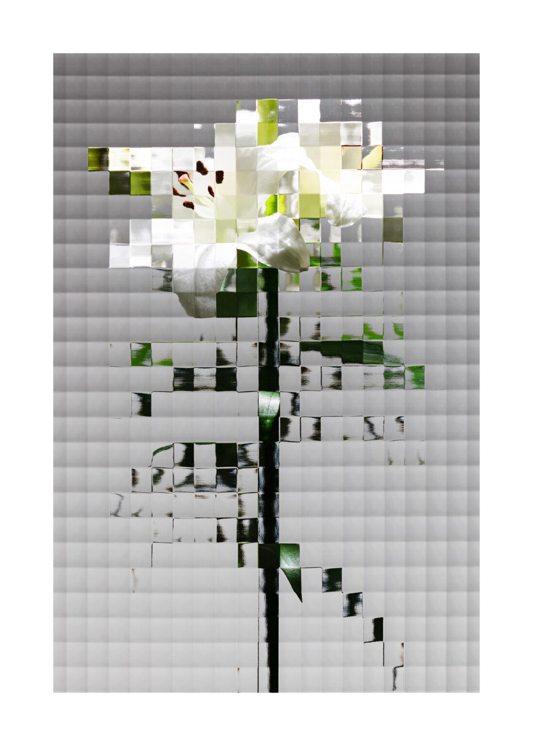 Flowers #18 - Sven L&uuml;tzenkirchen 