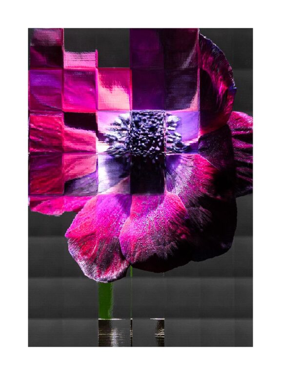 Flowers #20 - Sven Lützenkirchen 