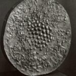 Schwarz-weiß-Fotografie einer runden Bronzeskulptur mit unregelmäßiger, reliefartiger Oberfläche. In der Mitte befinden sich viele kleine Erhebungen, die sich nach außen hin auflösen. Die Skulptur steht auf einem dunklen Sockel vor schwarzem Hintergrund.